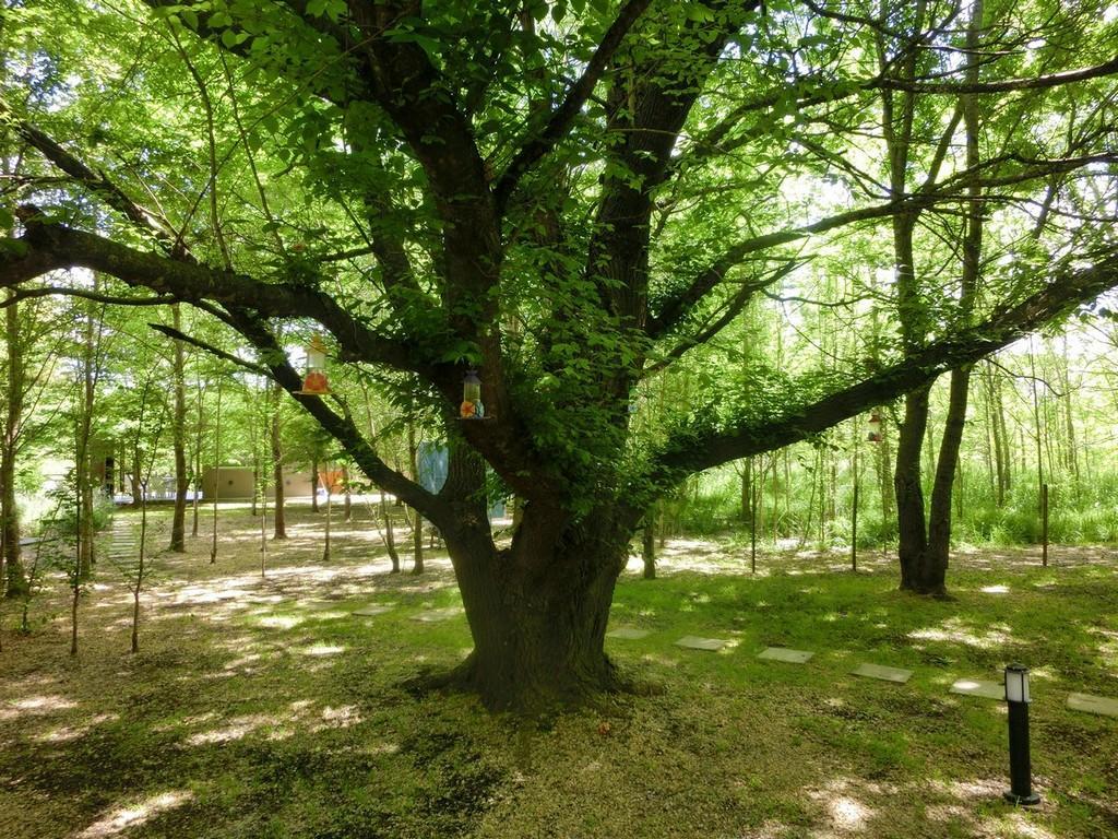 Complejo Aires Del Bosque Lejlighed Chascomús Eksteriør billede